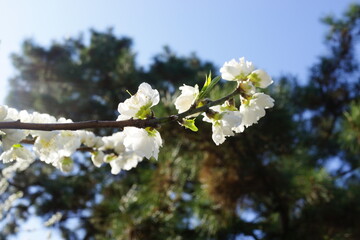 梅の花　花　桃の花