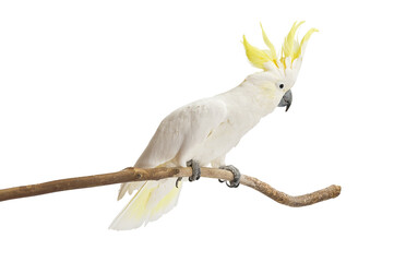 Sulphur-crested Cockatoo,  Cacatua galerita perched in front of a white background. - obrazy, fototapety, plakaty