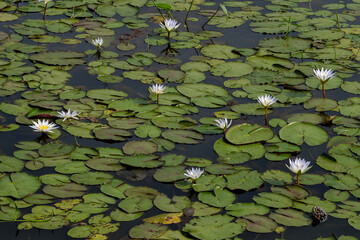 Thailand waterlily flower 