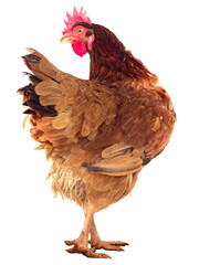 brown hen isolated on white, studio shot