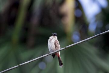 Birds catch on trees, nature sounds , Buibui.
