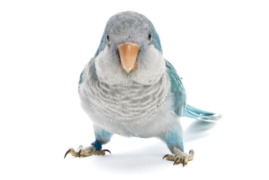 Fototapeta Young blue quaker, Myiopsitta monachus, 10 weeks old on a white background.