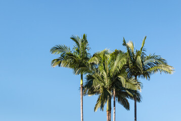 Obraz premium Alexandra palm trees against blue sky with copy space