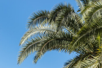 Fototapeta na wymiar isolated date palm tree leaves against blue sky