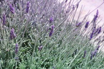 Background filled with blossoming lavender