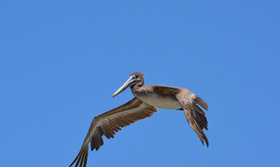 Pelican Flying/Grey pelican flying through a clear blue sky