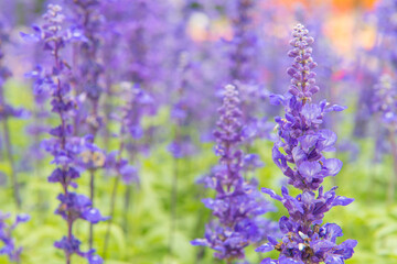colorful of lavender flowers in beautiful garden