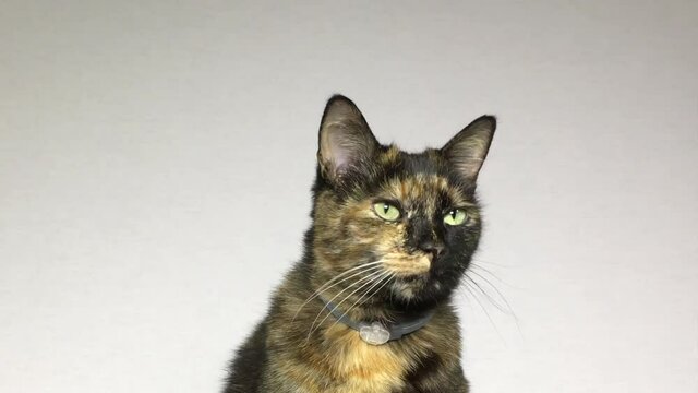 4K HD Video of one tortie torbie tabby talking and meowing, close up with off white background.