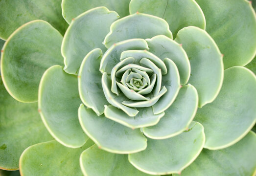 Close up succulent plant in garden top view
