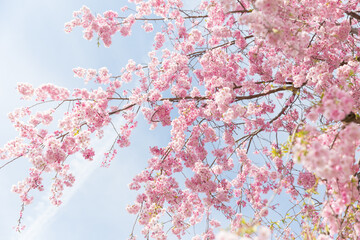weeping cherry blossom