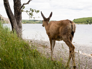 Mule deer at Upper Waterton Lake in Waterton Lakes national park, Canada