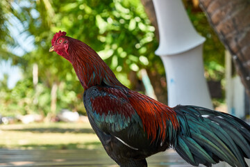 Colorful cock on the beach