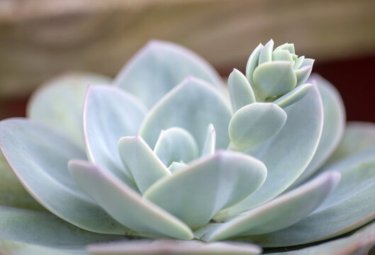 Close up succulent plant in garden 