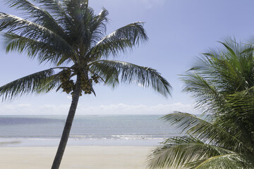 Fototapeta na wymiar Coconut palm trees - Natal beach, Brazil