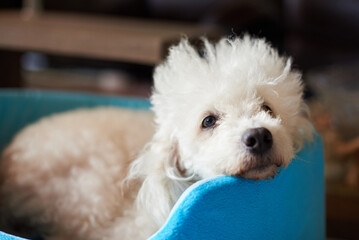 Lazy white poodle dog