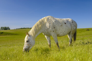 A horse graze on a meadow on a sunny spring morning