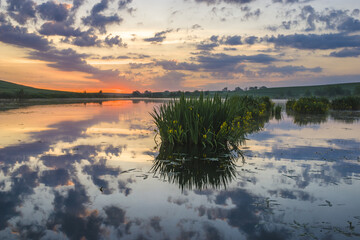 Beautiful, sunny, colorful and foggy sunrise over the lake on which the irises bloom