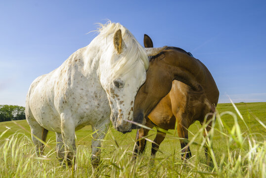 Horses grazing on a meadow on a sunny spring morning