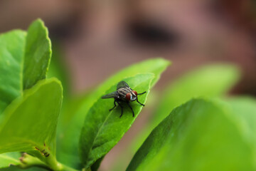 Naklejka premium fly bug insect animal leaf plant nature background