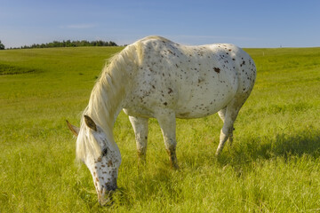 Obraz na płótnie Canvas A horse graze on a meadow on a sunny spring morning
