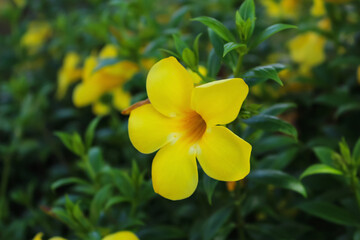 allamanda yellow bell flower closeup nature background