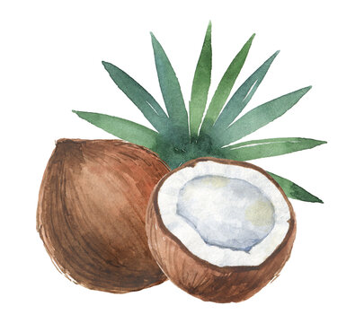 Watercolor organic composition of coconut and palm trees isolated on white background.