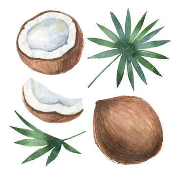 Watercolor organic set of coconut and palm trees isolated on white background.