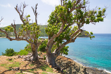 Antigua, Caribbean islands, English Harbour. Rocks and trees 
