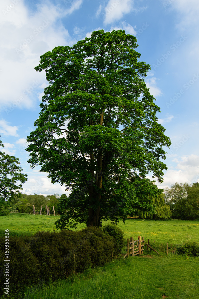 Wall mural Countryside landscape. Big tree