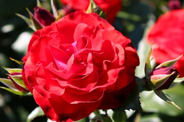 色鮮やかな薔薇