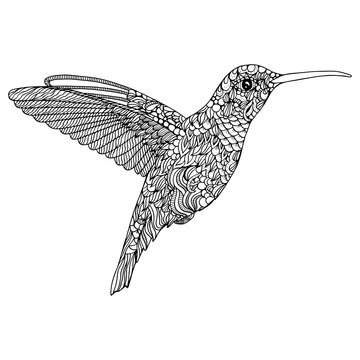 Hummingbird  coloring page