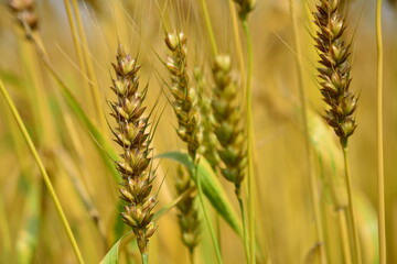 wheat on the field