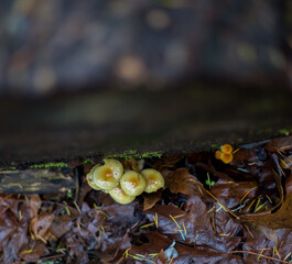 Mushrooms and a Blurry Tree