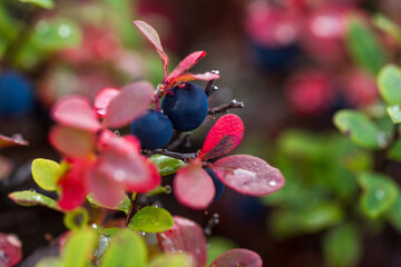 Alaskan Blueberries