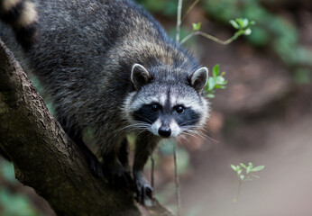 Raccoon