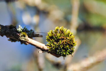 Green round bundle of moss on the branch
