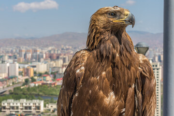 Eagle over Ulaanbaatar
