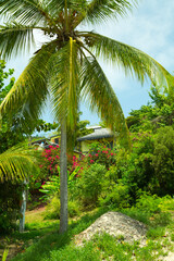 Antigua, Caribbean islands, English Harbour.  Idyllic tropical palm garden in the the Freeman&rsquo;s bay 