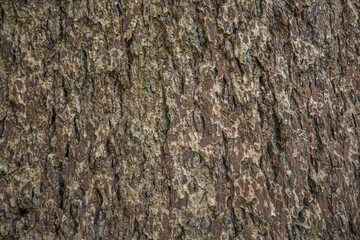 Bark texture