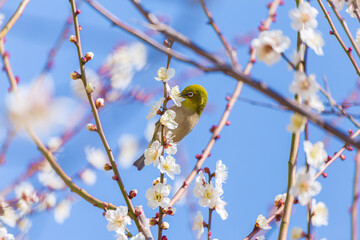 The Japanese White-eye and white plum blossoms. Located in Tokyo Prefecture Japan.