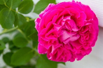 Beautiful rose flower against the wall