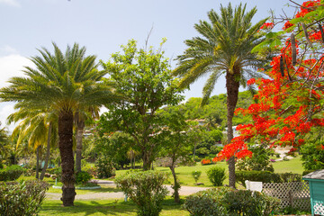 Antigua, Caribbean islands, English Harbour.  Idyllic tropical palm garden in the the Freeman’s bay 