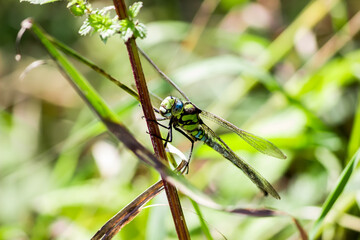 Large dragonfly sits on the stem of a plant