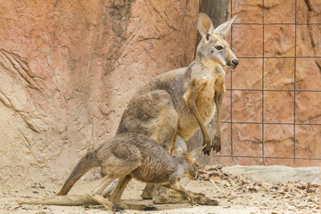 Red Kangaroo Mother and son are looking forward