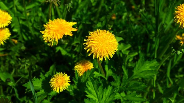 Nature background with dandelion yellow flower on a green field. UltraHD stock footage.