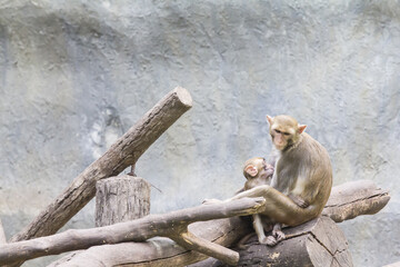 Mother monkey is breastfeeding monkey on wood