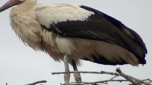 Ein Wei&szlig;storch im Nest zupft an seinem Gefieder (Gro&szlig;aufnahme)