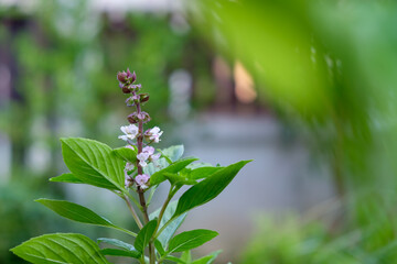 Close up basil leaves on nature bokeh background