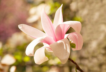 Background with blooming pink magnolia flowers