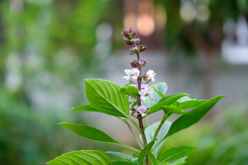 basil leaves on nature bokeh background